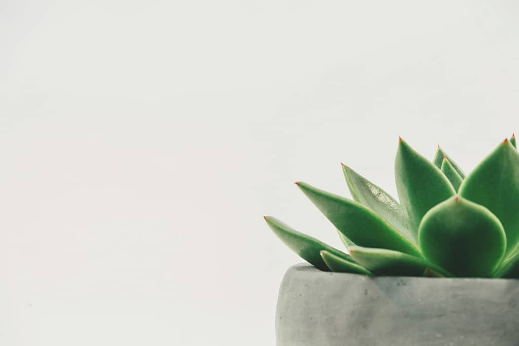 Plant-Based Energy Formulas