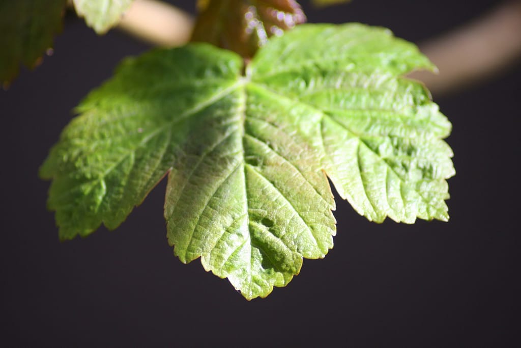 Plant-Based Energy Formulas