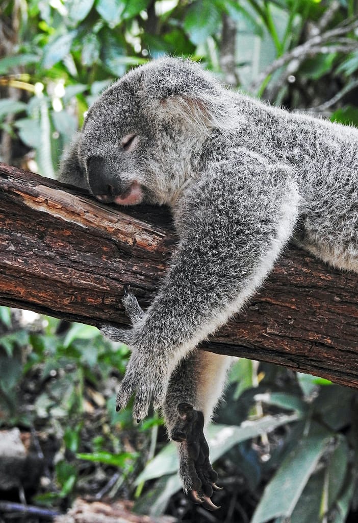 Enhance Sleep Quality with Melatonin 5 MG